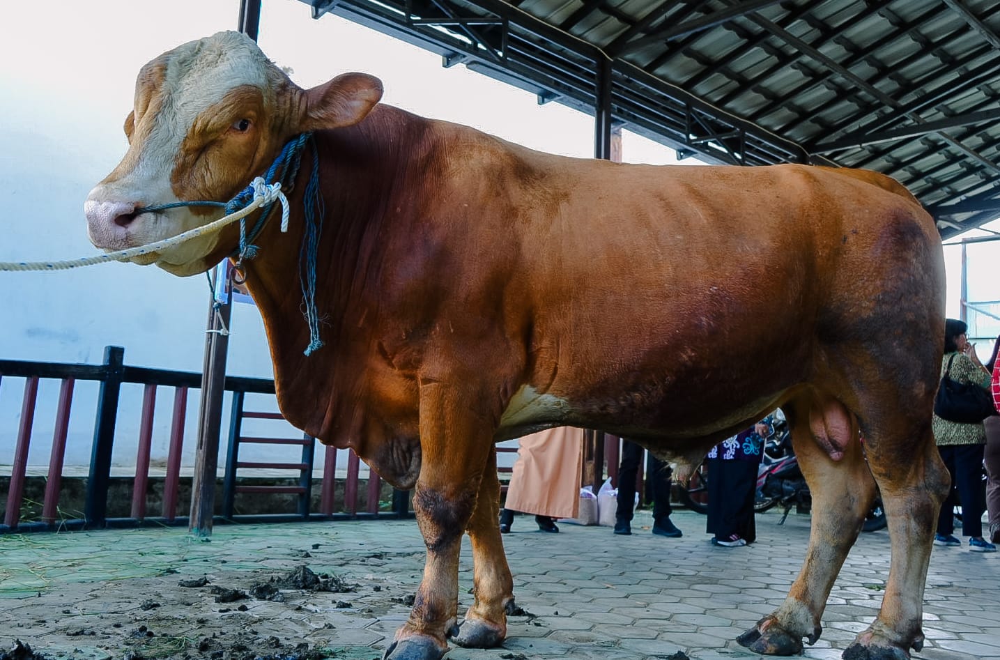 Sapi Kurban Presiden Prabowo dengan Bobot 650 kg Diserahkan ke Masjid Tua Alwahab Bontang Kuala